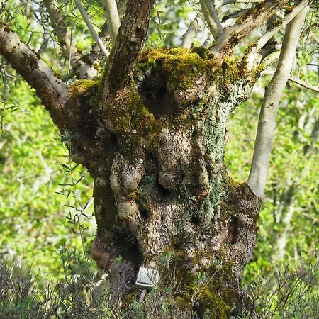 Avec Piscine - Rigal