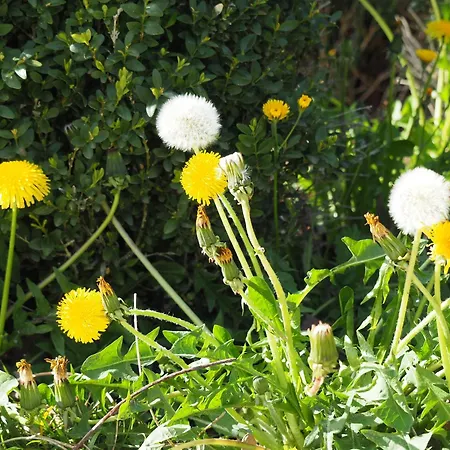 Daire Avec Piscine - Rigal